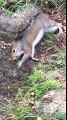 Squirrel Gets Stoned on Mushrooms