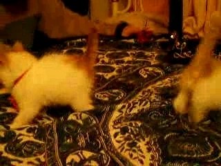 JEUX DE CHATONS DU COEUR DE VAN