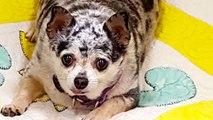 Lu-Seal the Chihuahua's Inspiring Weight Loss Story