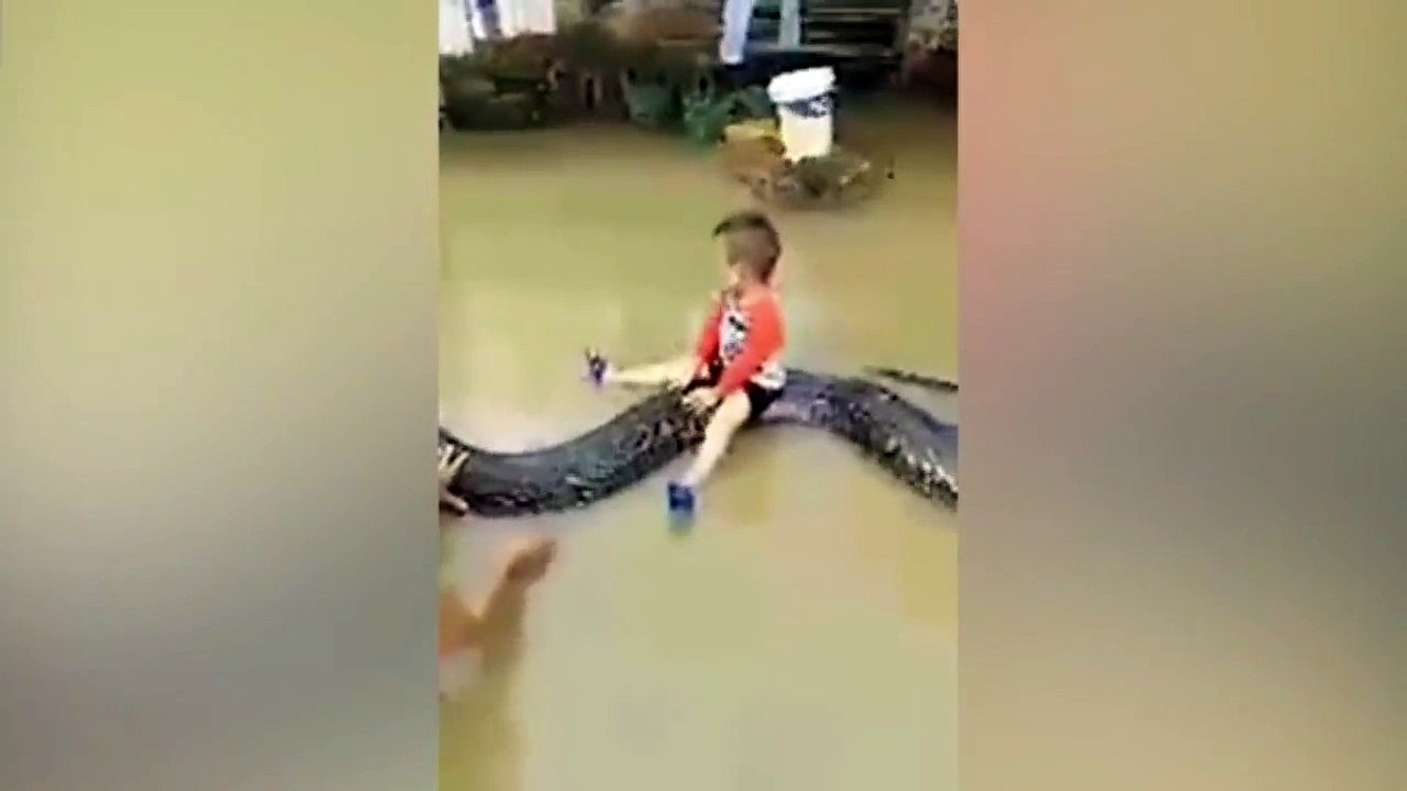 Little Hercules rides a python