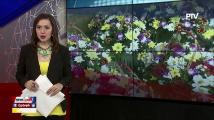 No price hikes yet on flowers at Dangwa