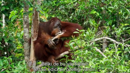 Vahşi Casus | 2.Bölüm