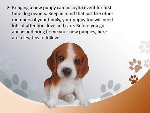 How Care Your New Puppy