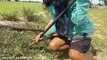Wow! Two Sisters Catch Two Big Snakes While Digging Hole in Their Farm