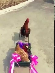facebook_mp4(3)