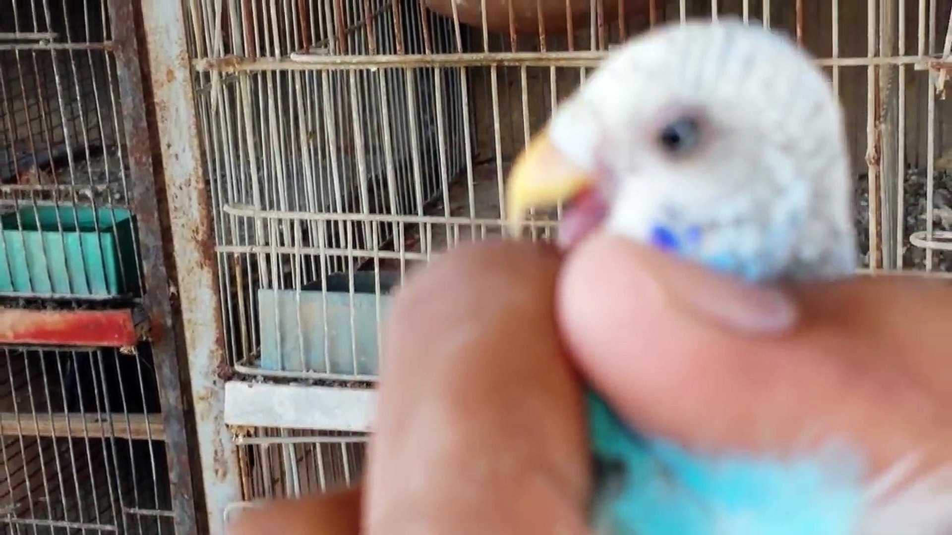 ⁣Budgies Parrots madi ko 3 male ke sath set karwane ki koshish pori video dekhe in Urdu/Hindi.