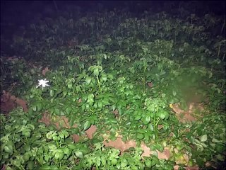 Mental Status Examination | Psychiatry