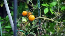 How to grow SunGold tomato - Delcious tomatoes!