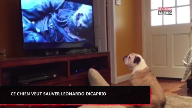 Ce chien veut aider Leonardo Dicaprio dans The revenant (vidéo)