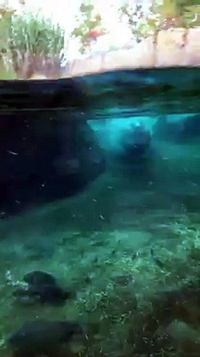 Fiona the Hippo Update