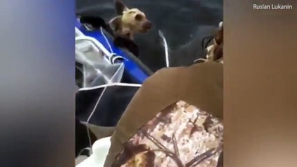 Fishermen rescue two wild brown bear cubs from drowning