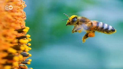 Arı bir kilo bal için kaç çiçeğe konuyor?
