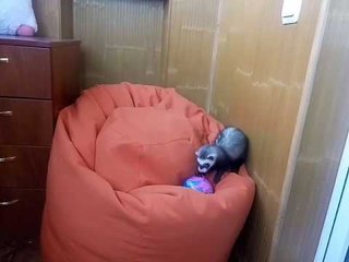 Elly the Ferret Can't Get Enough of the Octopus on Her Ball