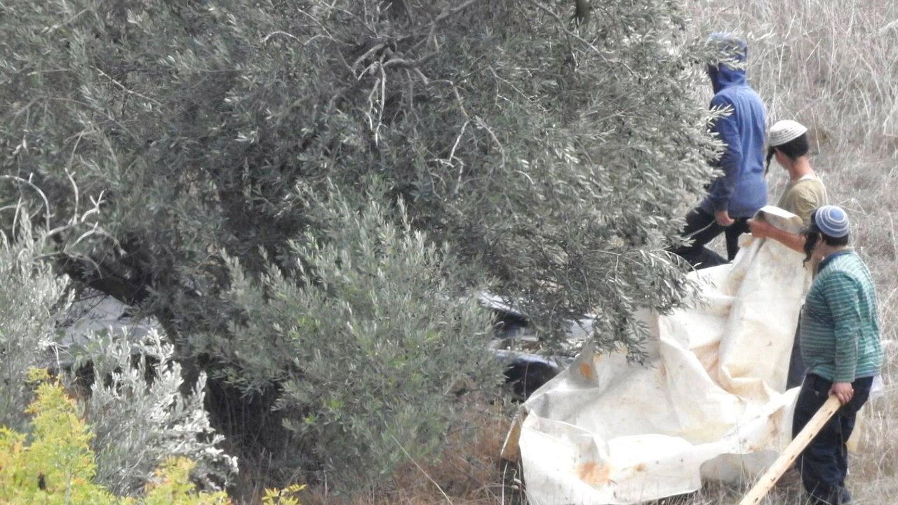 Israeli settlers injure Palestinian olive farmers