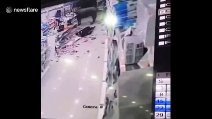 Runaway buffalo shot dead by police after injuring six