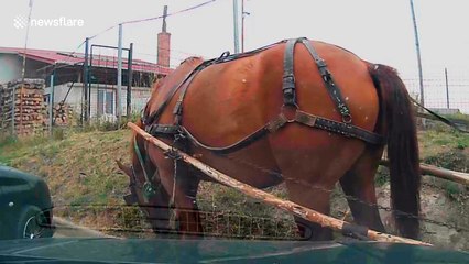 Horse gets stuck between a car and a hard place