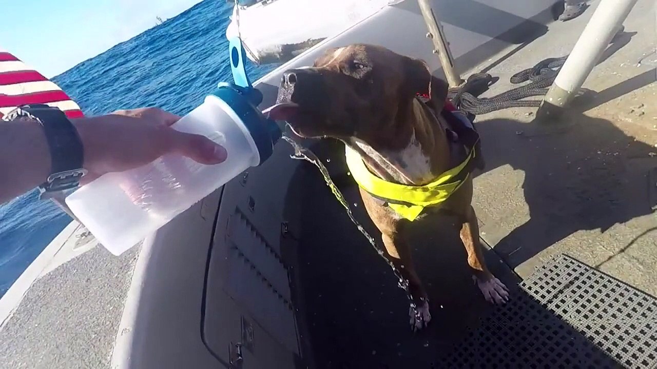 Monatelange Pazifik-Irrfahrt: US-Seglerinnen und Hunde gerettet