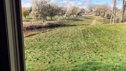 That's a Lot of Birds