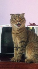 Curiosity Shocked the Cat