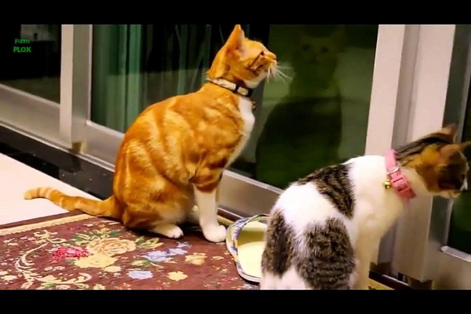 ⁣Funny Animals Clean Funny Animals Kids