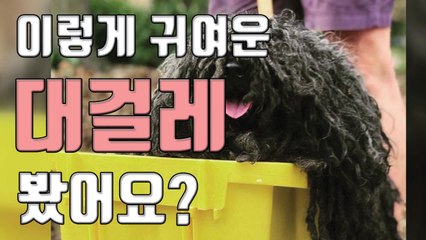 [자막뉴스] 핼러윈 강아지 축제 승자는 대걸레?! / YTN