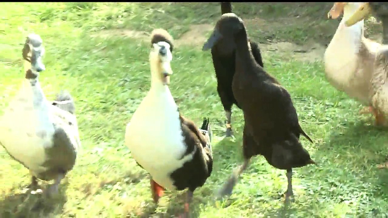 11-Year-Old With Autism Fighting to Keep Therapeutic Pet Ducks