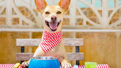Top 3 Dog-Friendly Restaurants in the Country