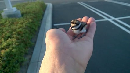 Il sauve un bébé oiseau et le remmène à sa mère... Adorable et émouvant