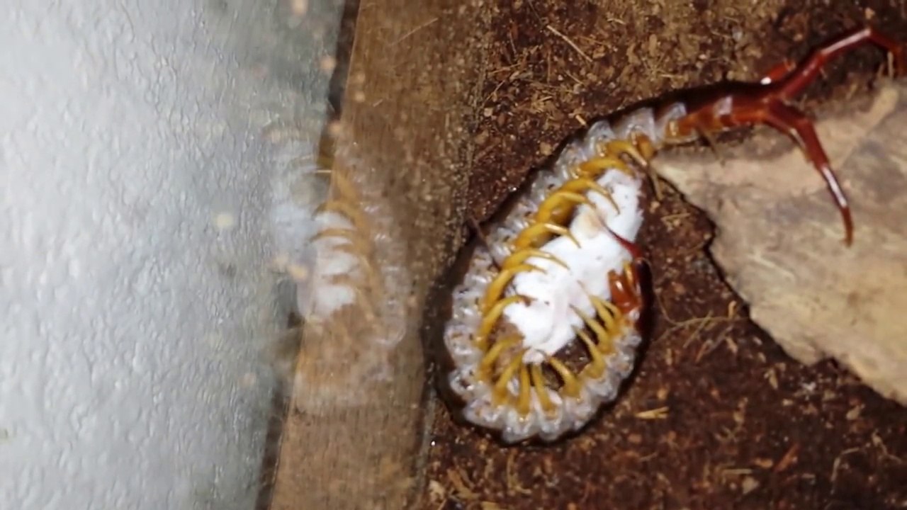 Ce mille-pattes géant dévore une souris... Nature cruelle