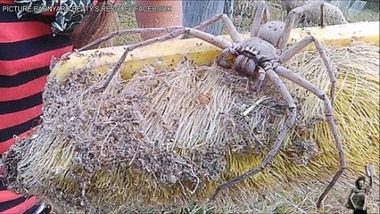 La plus grosse araignée jamais filmée au monde : huntsman spider