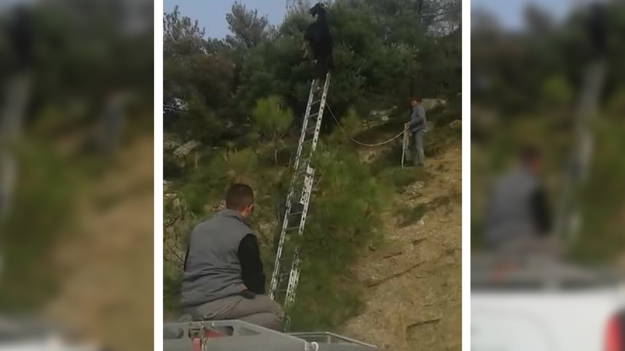 Bizarre- Chèvre coincé dans un droit étrange!!