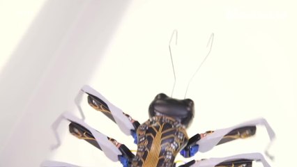 Robot ants are here to terrify and impress you