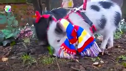 Nhạc thiếu nhi con heo đất,cháu lên ba,sôi động hay nhất