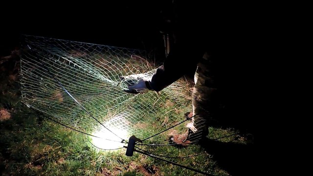 Le baguage de bécasses des bois de nuit en Saône-et-Loire