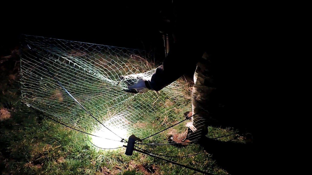 Le baguage de bécasses des bois de nuit en Saône-et-Loire