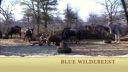 Bow hunting in South Africa