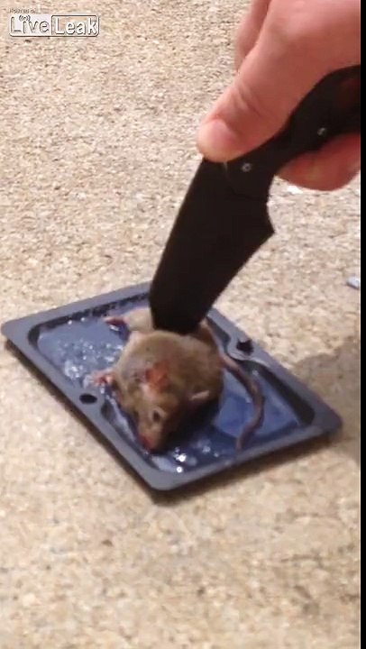 Kid knifes a mouse to death on sticky-pad