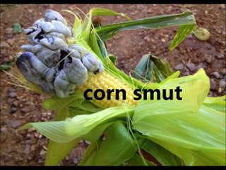 Science for kids in Urdu,  14, fungi پھپھوندی