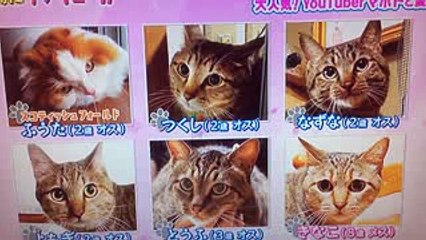 マホトの猫がかわいすぎ！生き物にサンキュー！