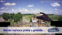 Mother stork throws chiclet out of nest