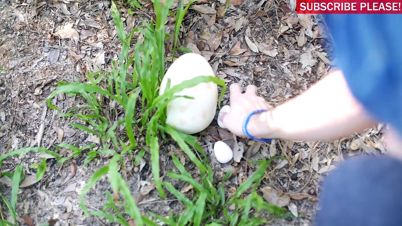 DINOSAUR EGGS DISCOVERED!-m_ADES-58V8