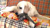 Cute alert! Golden retriever wet-nurses LEOPARD CUB at zoo in Vladivostok