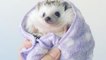This cuter than cute hedgehog is Instagram-famous