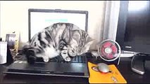 Cat sue something while complain clip18