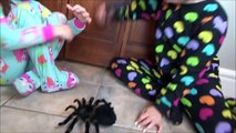 Bad Baby Giant Spider vs Spatula Girl Victoria Annabelle Toy Freaks Daddy Hidden Egg-GIvq1Jq6ztg