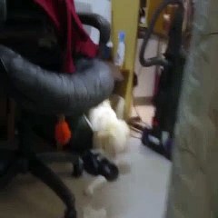 Dog Caught Destroying Paper Towels