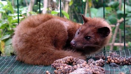 4 BIZARRE DRINKS MADE OUT OF POOP!!-if5pxnscSao