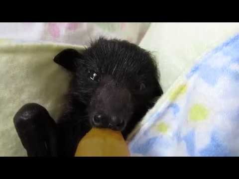 Bat Carer Asks For Help Rescuing Babies