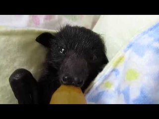 Bat Carer Asks For Help Rescuing Babies