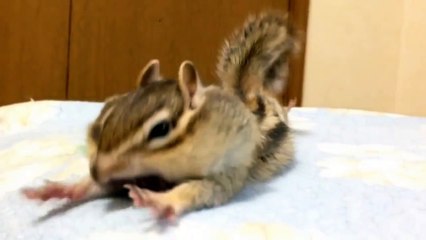 Бурундук просыпается Потягушки Позитив 100% Новые Приколы 2017 г